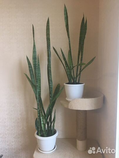 Сансевиерия