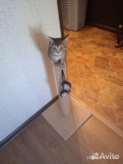 Бенгальские котята