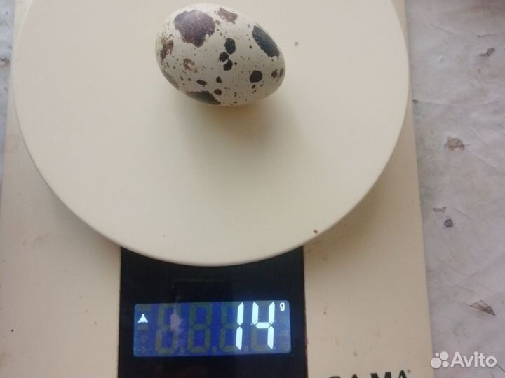 Яйца перепелиные