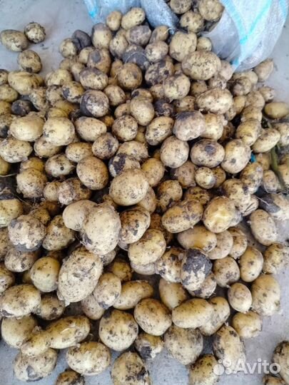 Картошка второй сорт опт