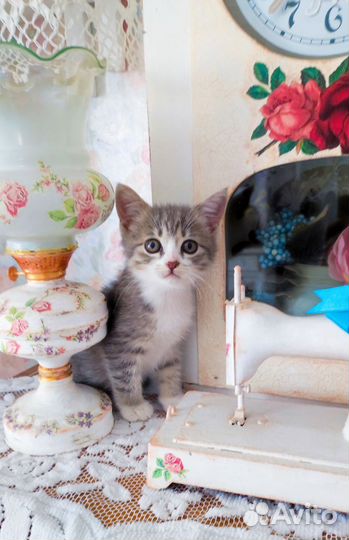 Кошечка породы 