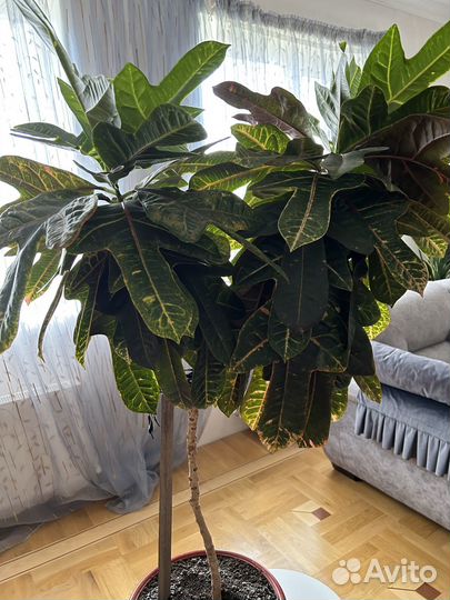 Продается Кротон