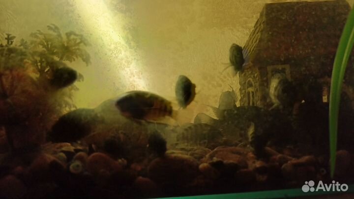 Аквариумные рыбки отдам бесплатно