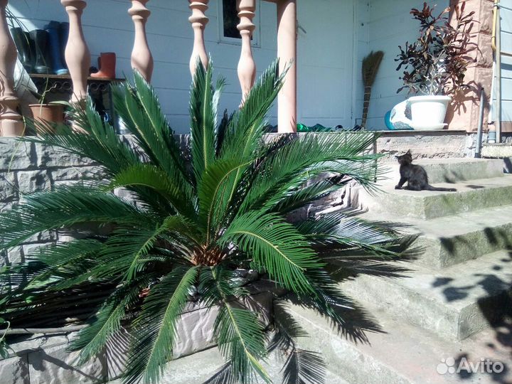 Цикас Саговая пальма