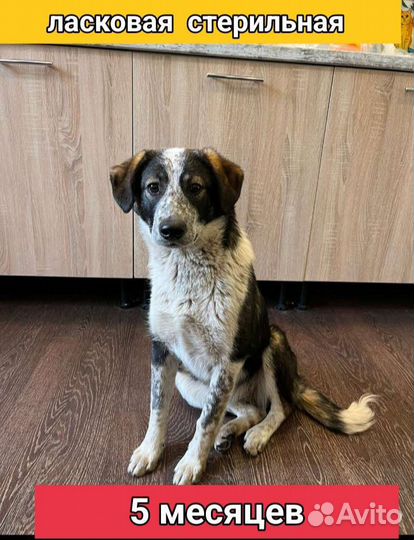 Щенки собачки