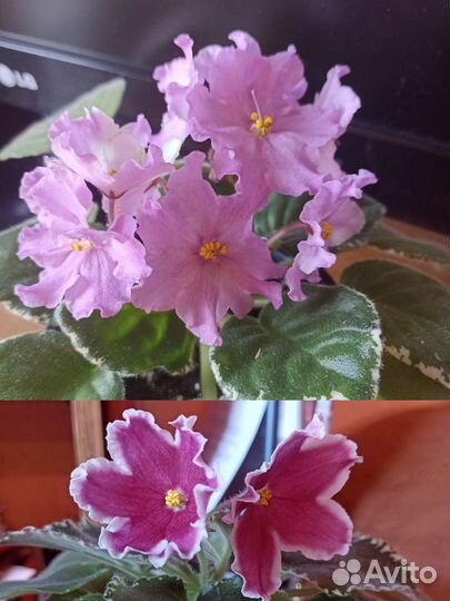 Фиалки цветущие в горшке