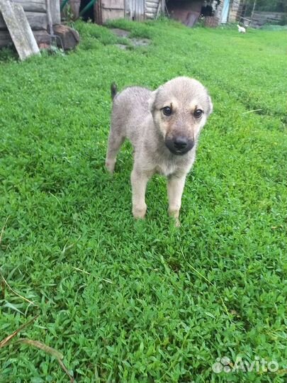 Щенки в добрые руки