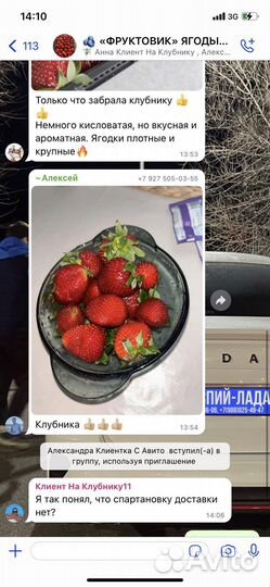Клубника сорт грунтовка