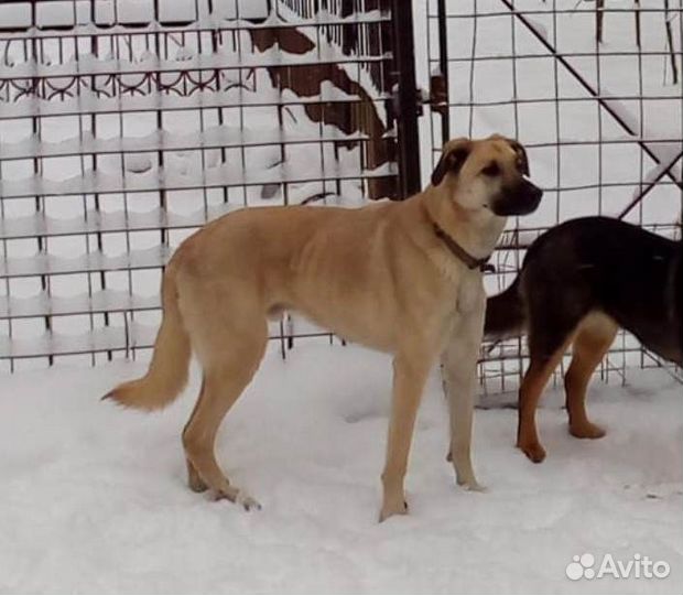 Собака ищет дом