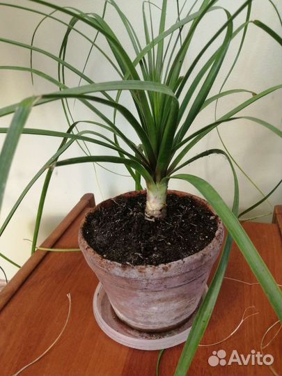 Бутылочное дерево нолина