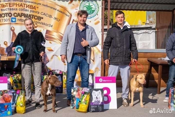 Родословный Американский питбуль на вязку