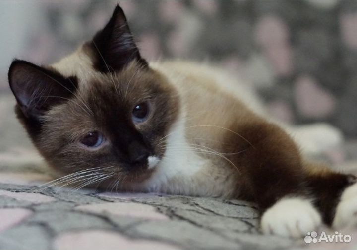 Её ждёт улица и смерть