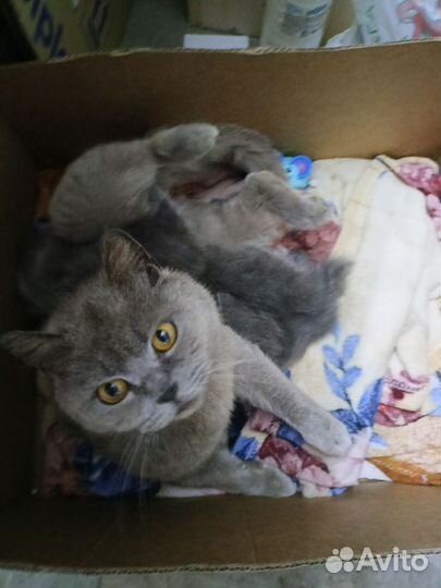 Котята девочки