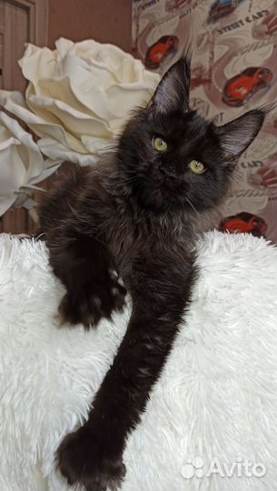 Черный котенок мейн кун