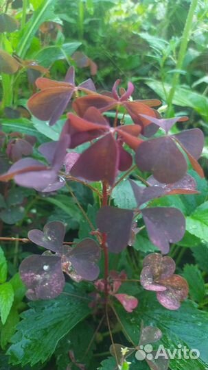 Кислица рожковая Саженцы