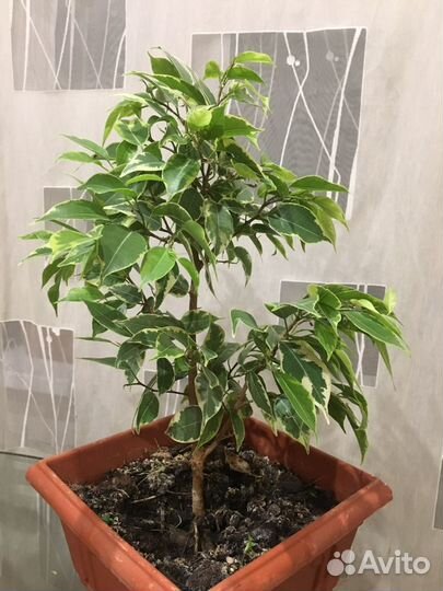 Фикус бенджамина