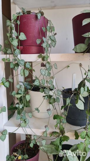 Церопегия Вуда вар., Дурбан, Сильвер глори, Мерел