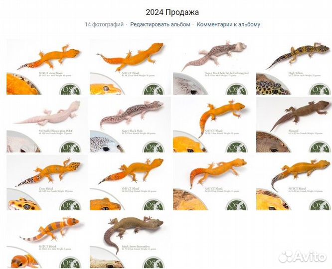 Эублефары Blood, Normal, BN и другие