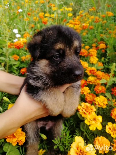 Щенки немецкой овчарки