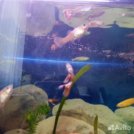 Отдам гуппи