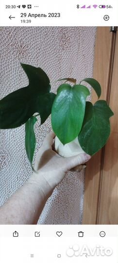 Синг, сциндапсусы,замиокулькас Давон, Равен,Минт