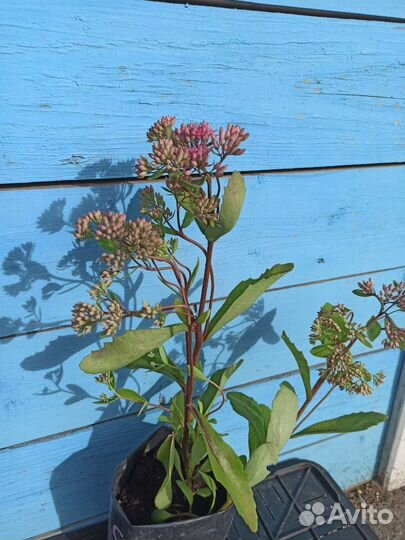 Многолетний цветок -очиток седум