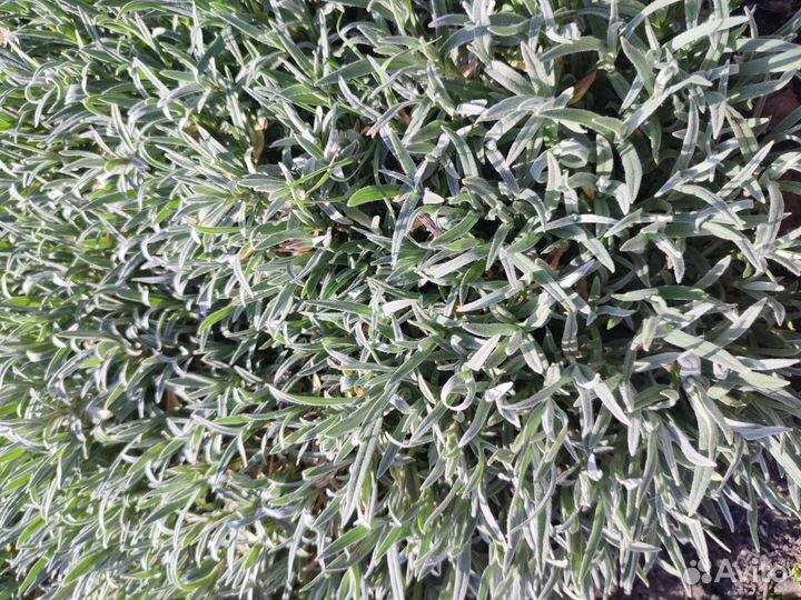 Бадан, мускарики