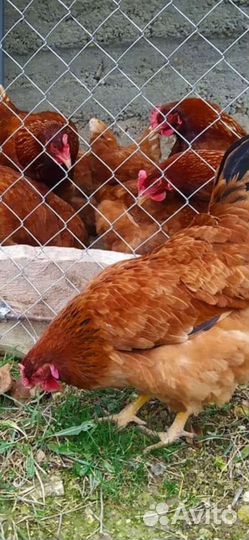 Домашние яйца