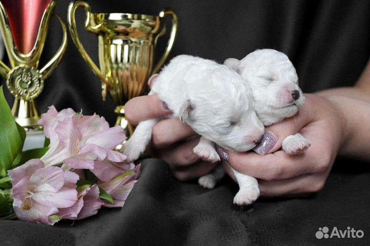 Бишон фризе щеночки