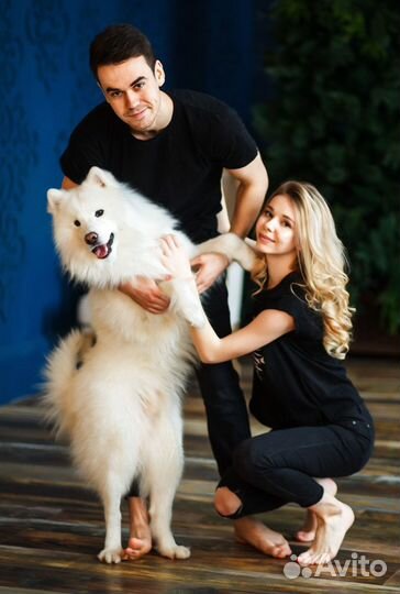 Фотосессия с самоедом, собака в аренду