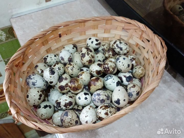 Яйца перепелиные