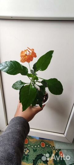 Кроссандра