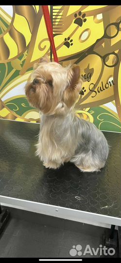 Йоркширский терьер вязка мальчик