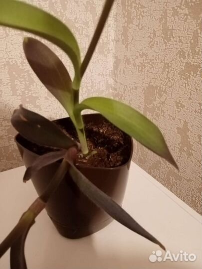 Традесканция