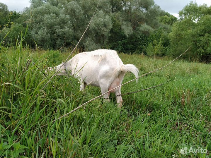 Альпийские козы