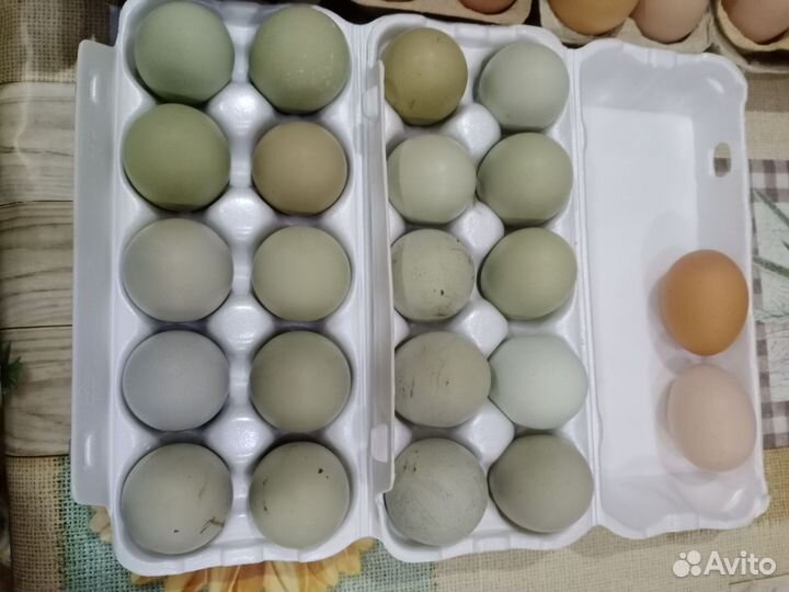 Инкубационное яйцо несушек и мясояичных пород