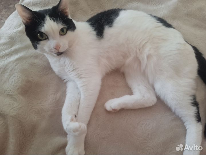 Котосемья ищет новый дом