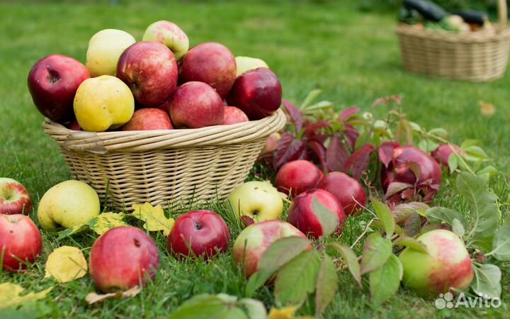 Разнорабочие на сбор яблок(вахта) 15смен