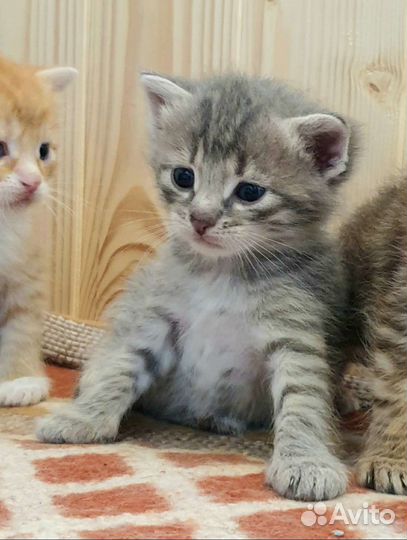 Котята в добрые руки домашние