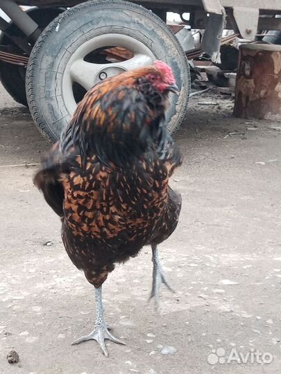 Куры и петухи