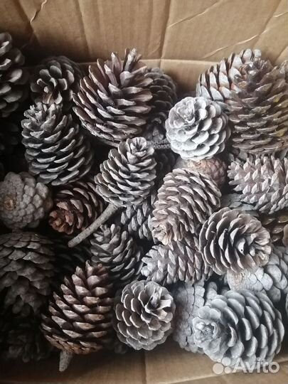 Шишки пицундской сосны