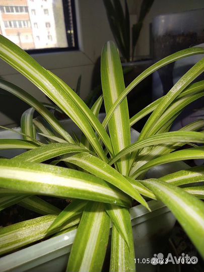 Растения обменяю на другие сорта