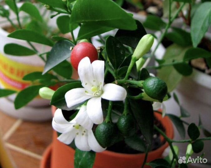 Мурайя жасминовидная