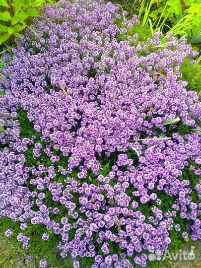 Энотера. Молодило. купальница. тимьян