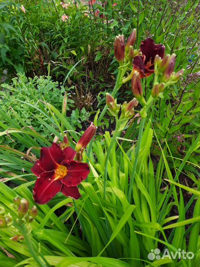 Лилейники сортовые