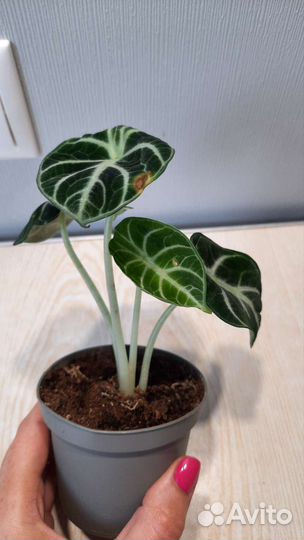 Алоказия ниндзя