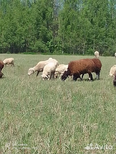 Бараны-овцы Куйбышевской породы на племя
