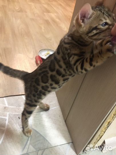 Бенгальская