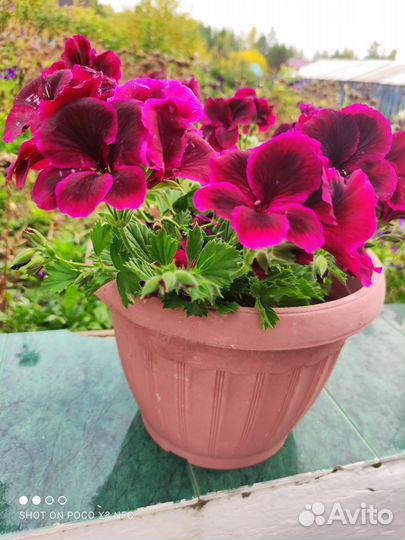 Пеларгония герань