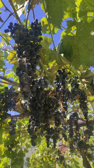 Дом 40 м² на участке 4,5 сот.